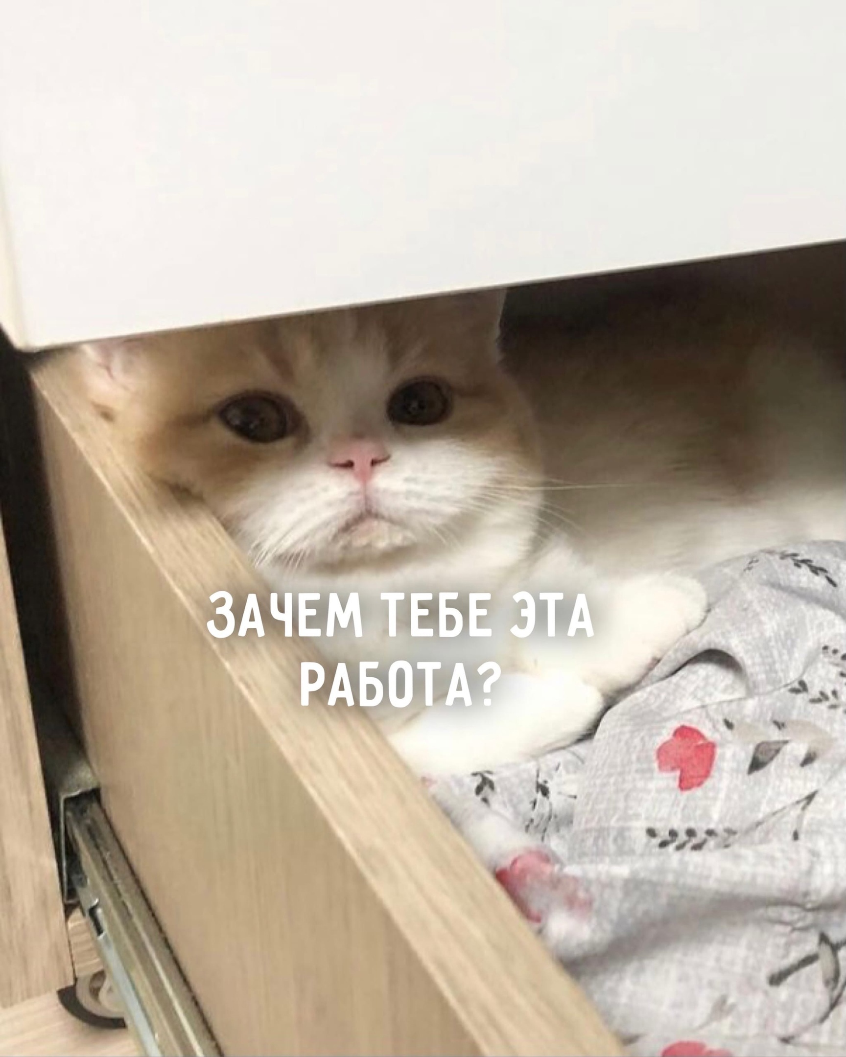 кот который сидит на шкафу