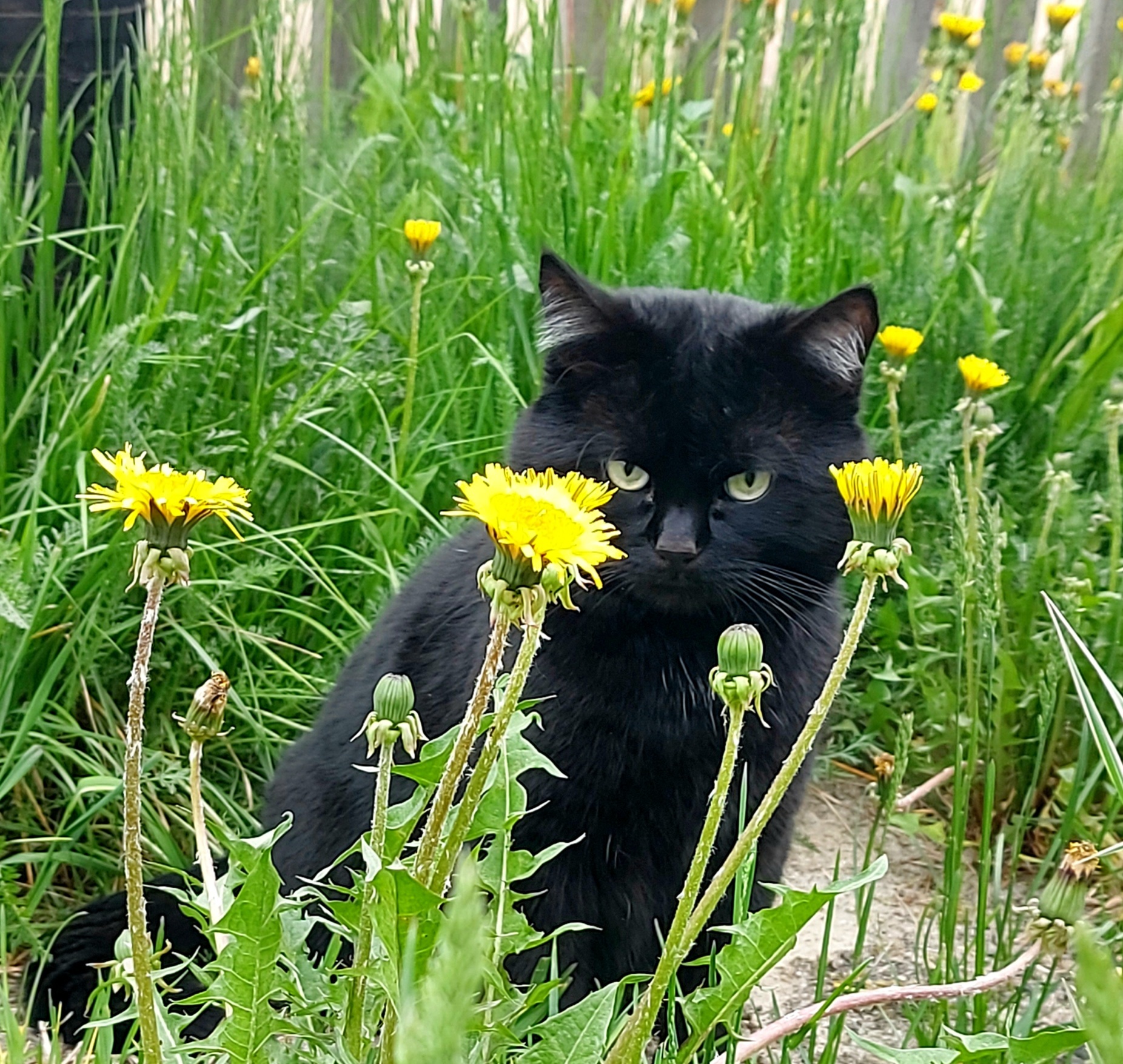 Черные коты летом