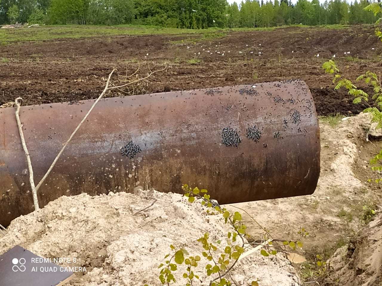 Нашествие мух, прошу помощи юристов | Пикабу