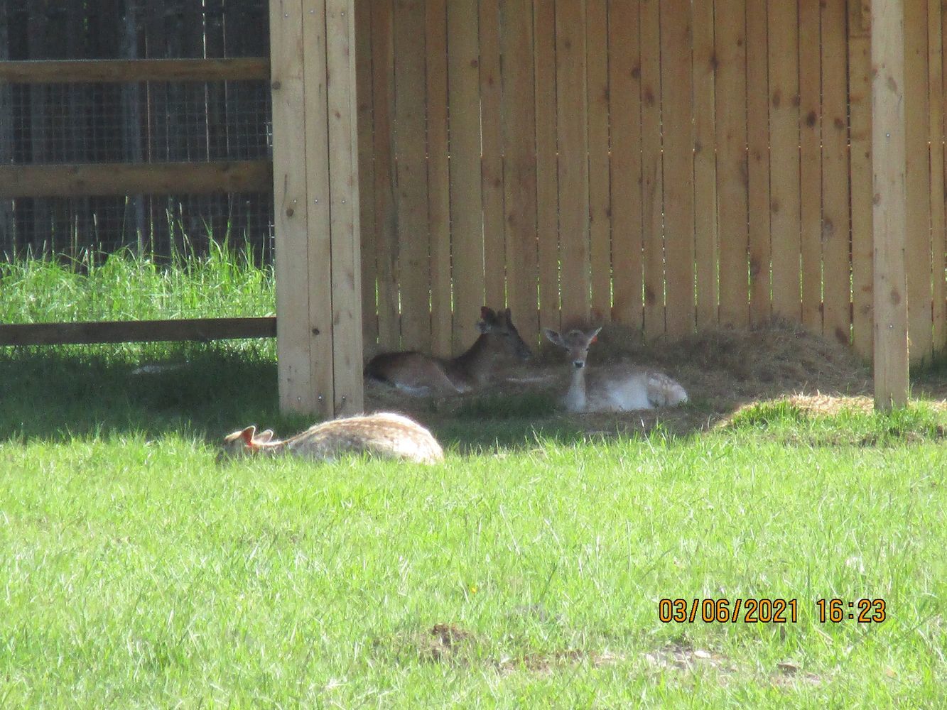 Лосиная биостанция парка "Лосиный остров" (ч. 1) | Пикабу