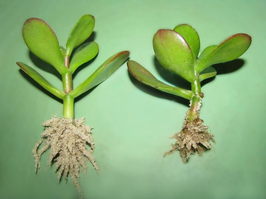 Почему опадают листья у денежного дерева: причины и как помочь растению
