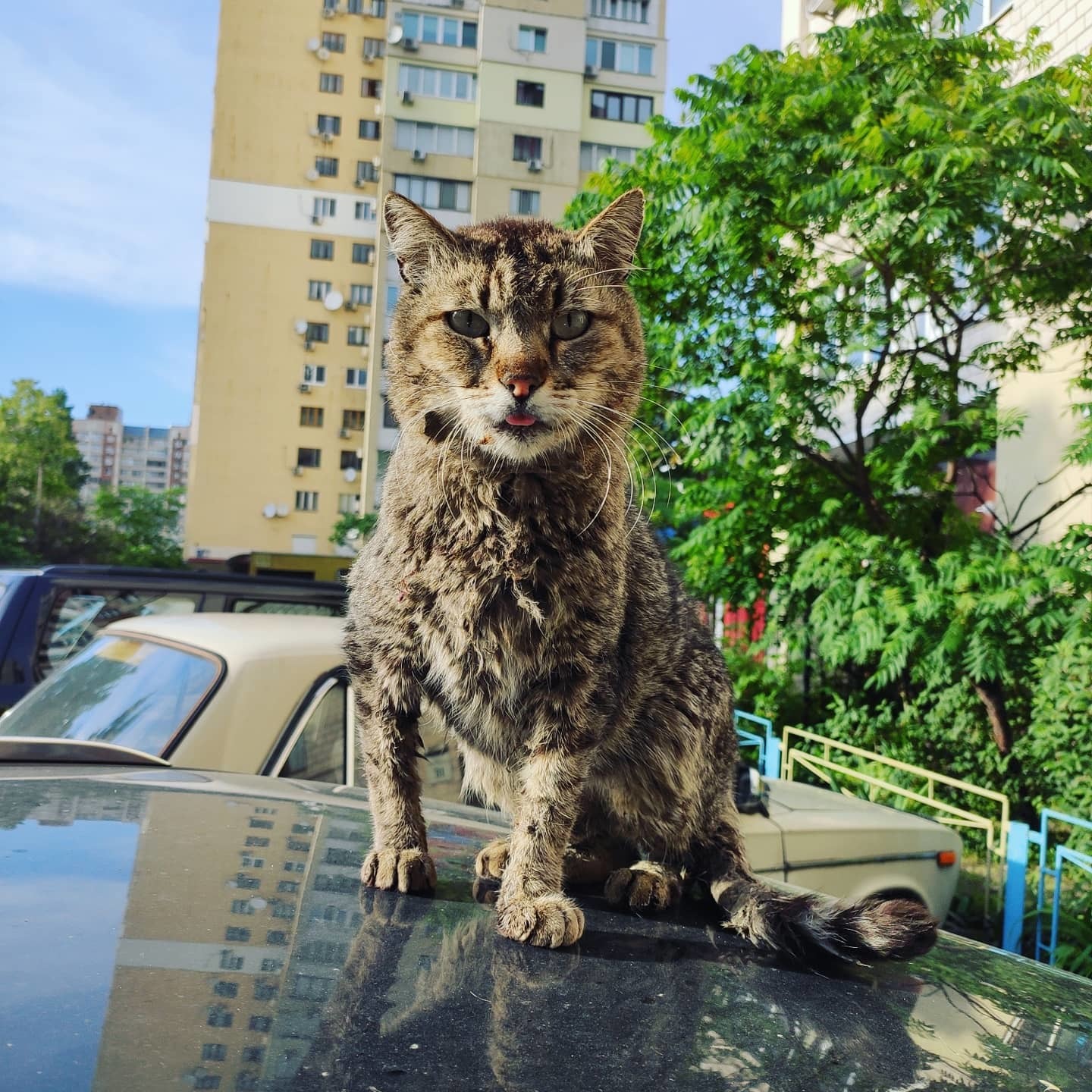 Дворовые коты | Пикабу