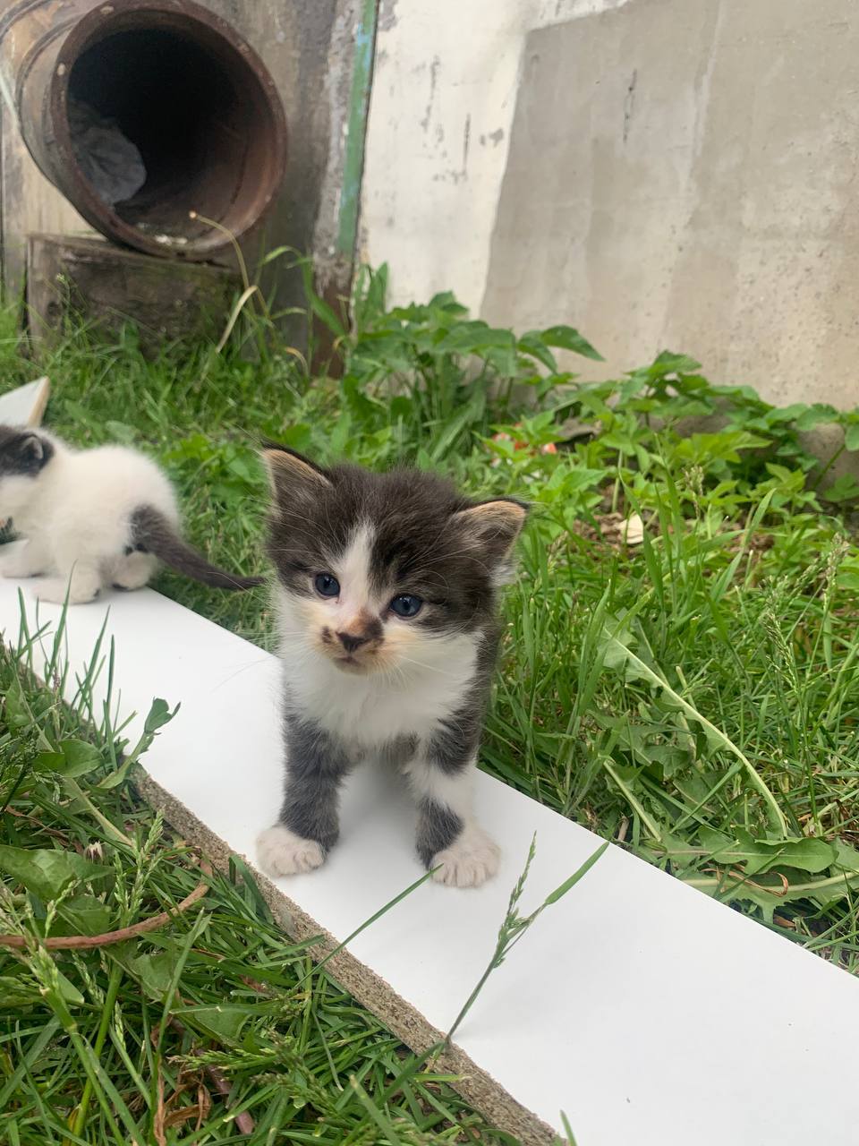 Котята, котята ищут дом | Пикабу