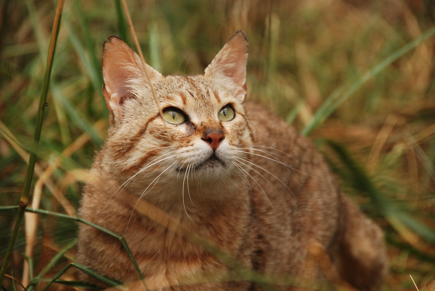 Деревянная Кошка Фото