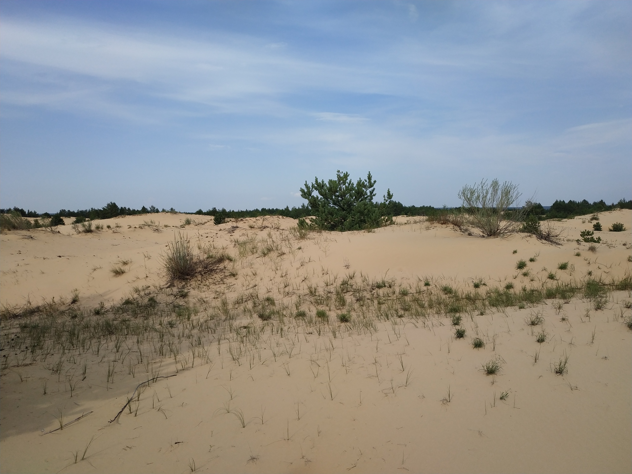 Донская сахара | Пикабу