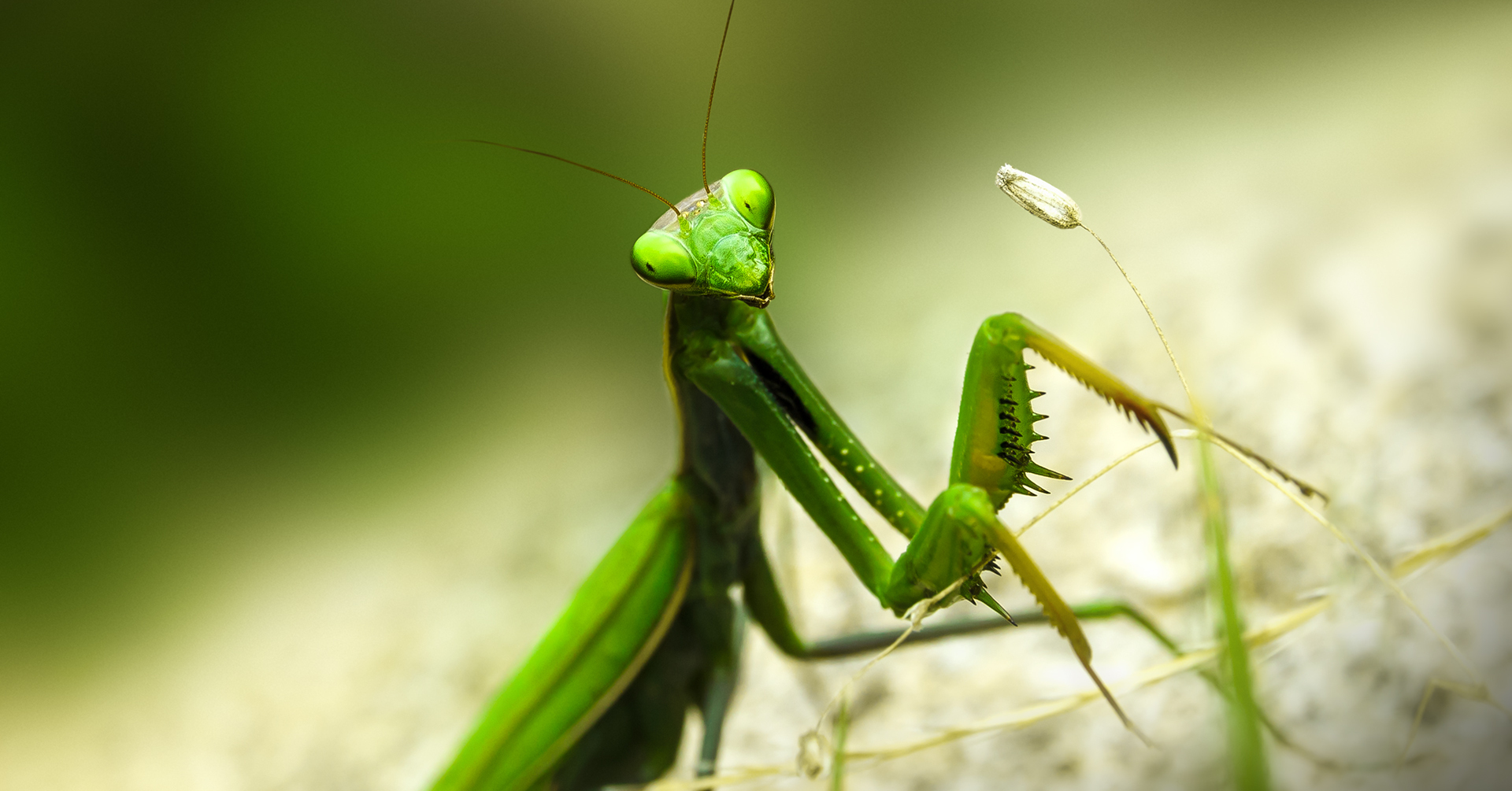 Мантис богомол. Богомол Mantis religiosa самка. Богомол обыкновенный самка. Европейский богомол зеленый.