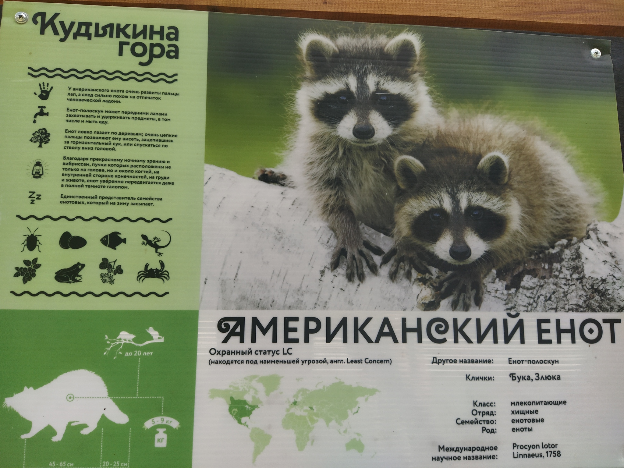 Енот полоскун загадка