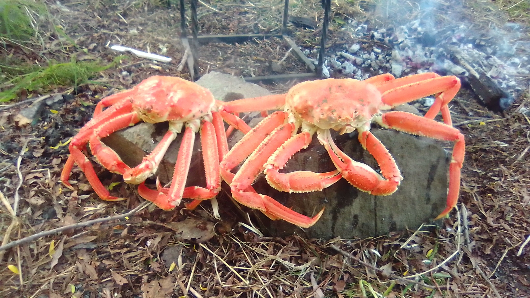 Камчатский краб фото с человеком самый большой