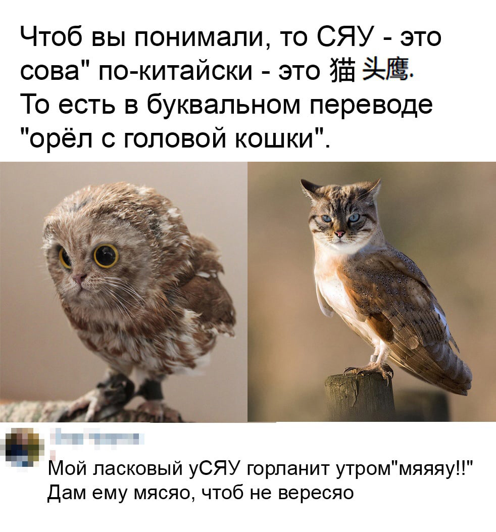 Котосов | Пикабу