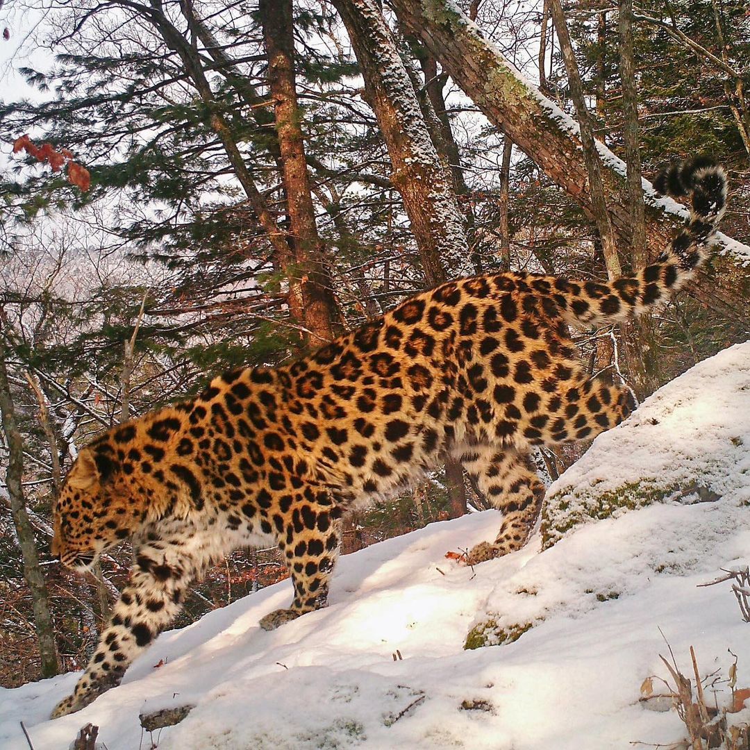 Дальневосточный (Амурский) леопард (Panthera pardus orientalis)