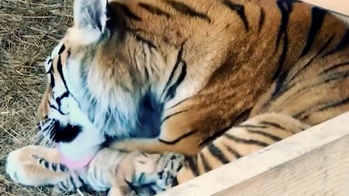          Amur tigress  gave birth  - YouTube