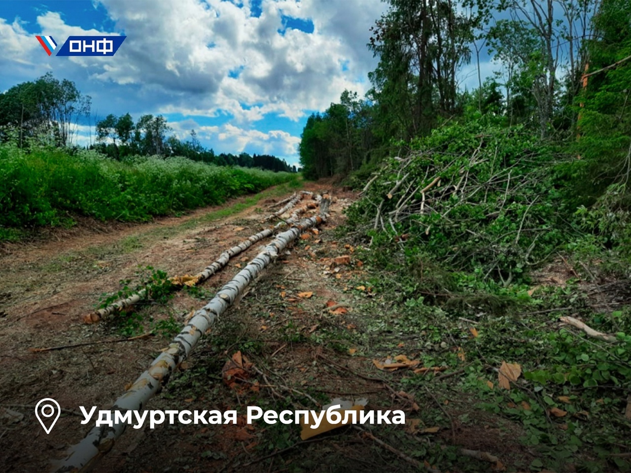 50 километров леса за 5 тысяч рублей: в Удмуртии процветает «бизнес на  дровах»? | Пикабу