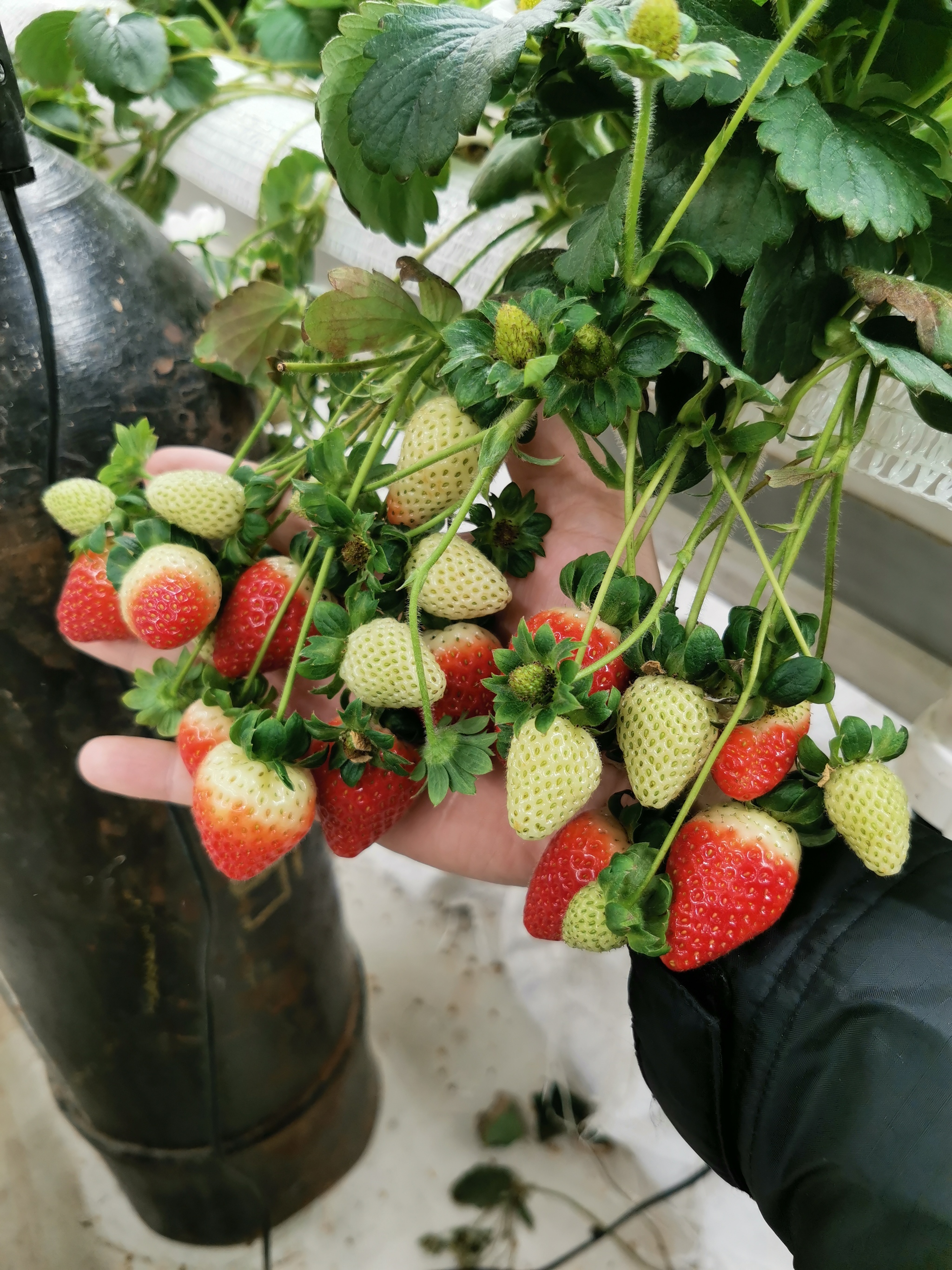 Как в Якутии выращивают клубнику?