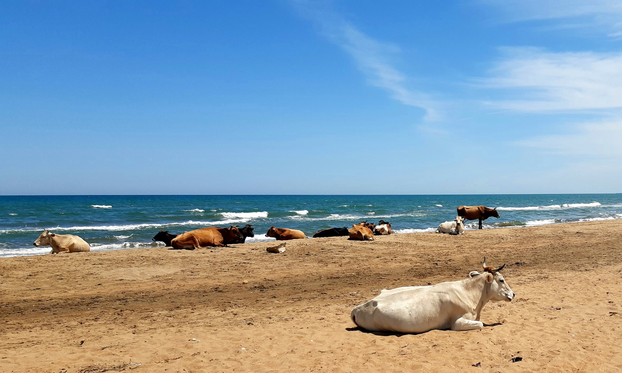 коровы в море