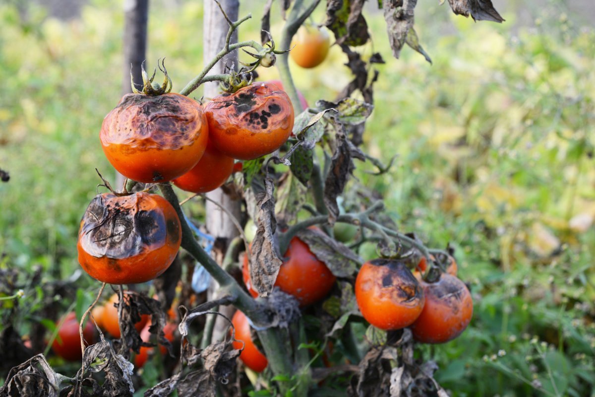 Пандемия огородного масштаба. Как предотвратить фитофтороз томатов?