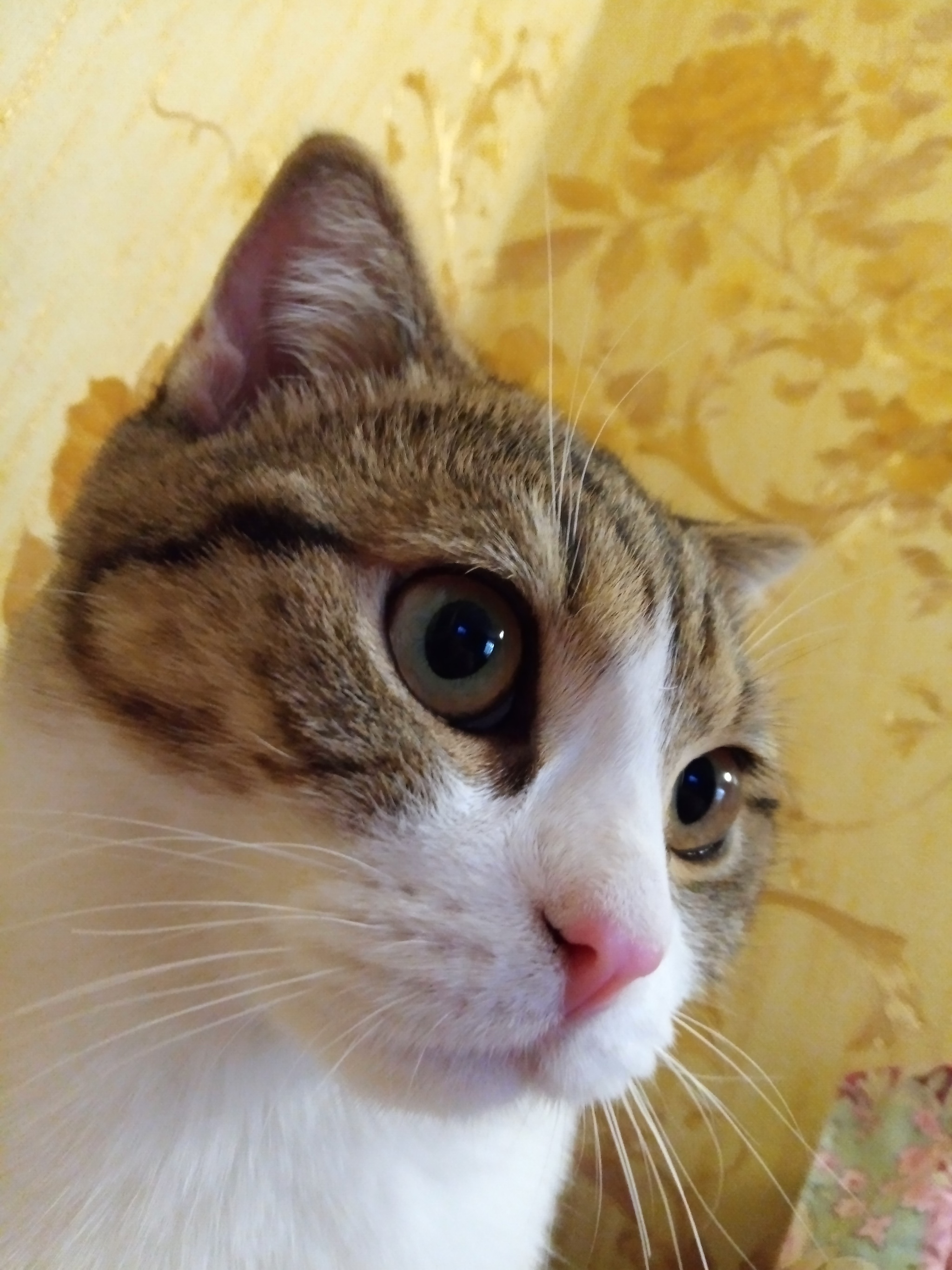 Тайская порода кошек розовый нос