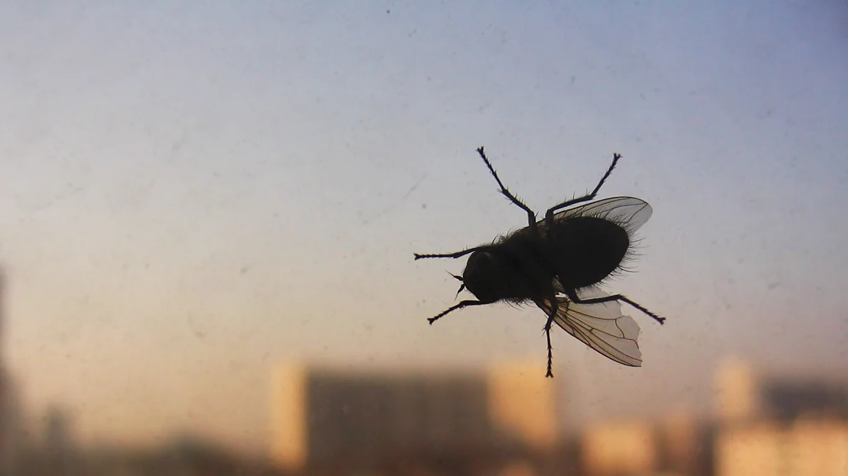 Билась муха. Муха на окне. Муха (насекомое). Муха на потолке. Муха на стекле.