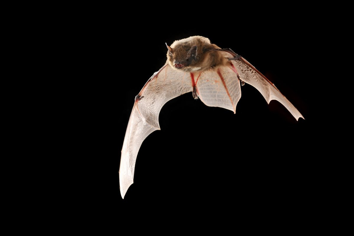 Лесной нетопырь. Нетопырь Лесной (pipistrellus nathusii). Летучая мышь нетопырь. Летучая мышь нетопырь карлик. Нетопырь-карлик pipistrellus pipistrellus.