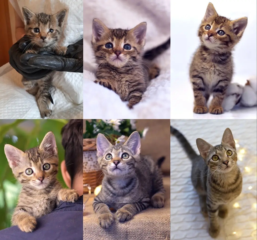 Как растут котята: от 3 недель до 4 месяцев | Пикабу