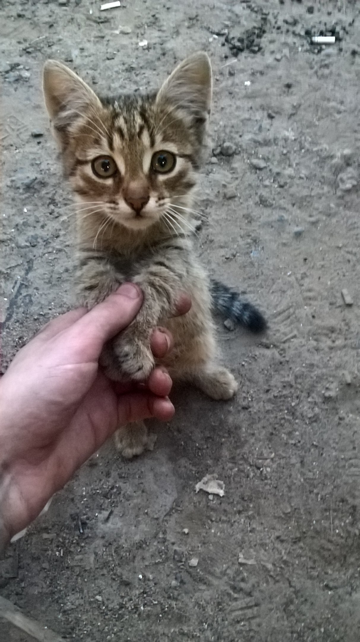 Кот который выбрал меня сам | Пикабу