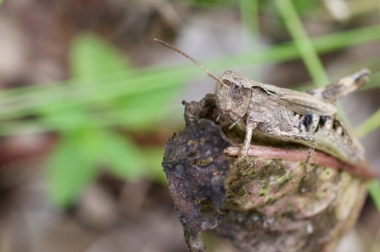 В траве сидел кузнечик. И был там не один | Пикабу