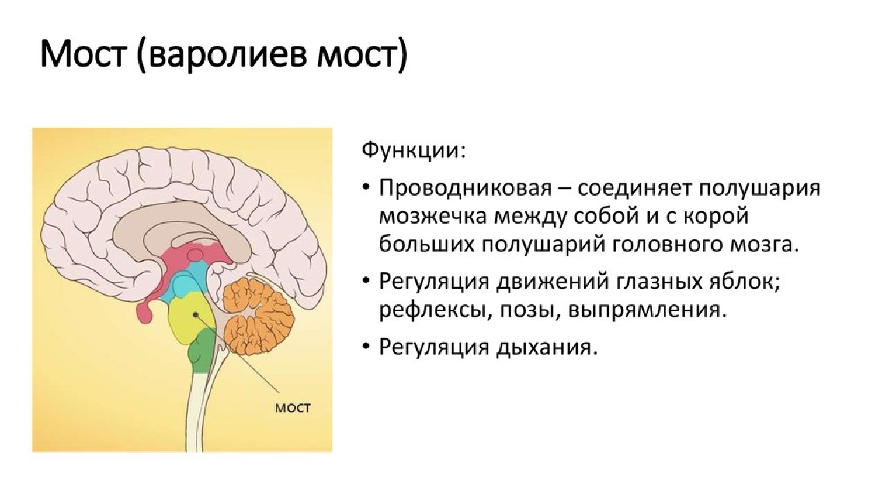 Местоположение моста. Функции головного мозга варолиев мост. Строение головного мозга варолиев мост. Функции варолиева моста анатомия. Строение и функции варолиева моста.