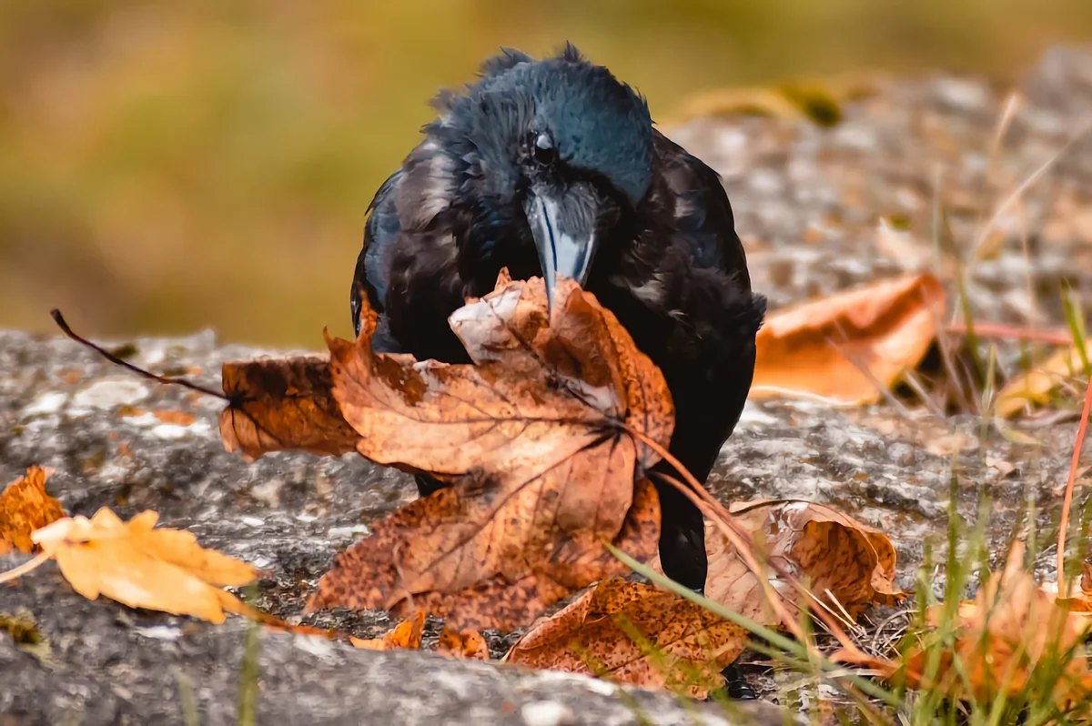 Ворона осенью: несколько интересных повадок и особенностей одной из самых  умных птиц в мире | STENA.ee