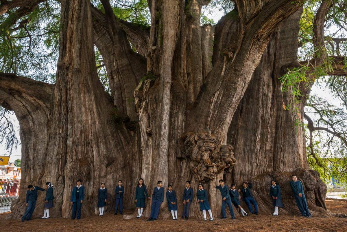 Дерево с самым большим стволом в мире | Пикабу