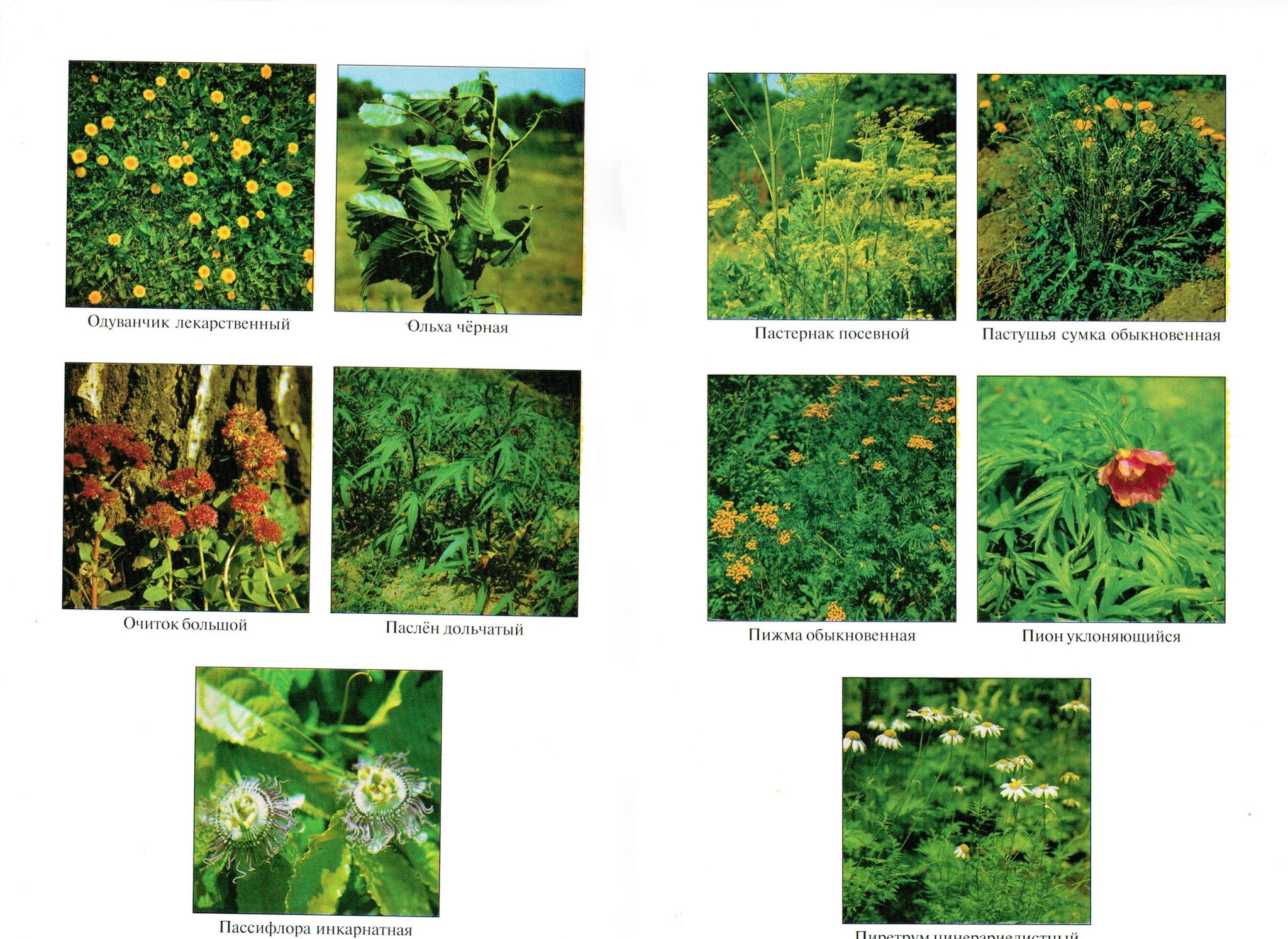 Сканы с определителя лекарственных растений | Пикабу