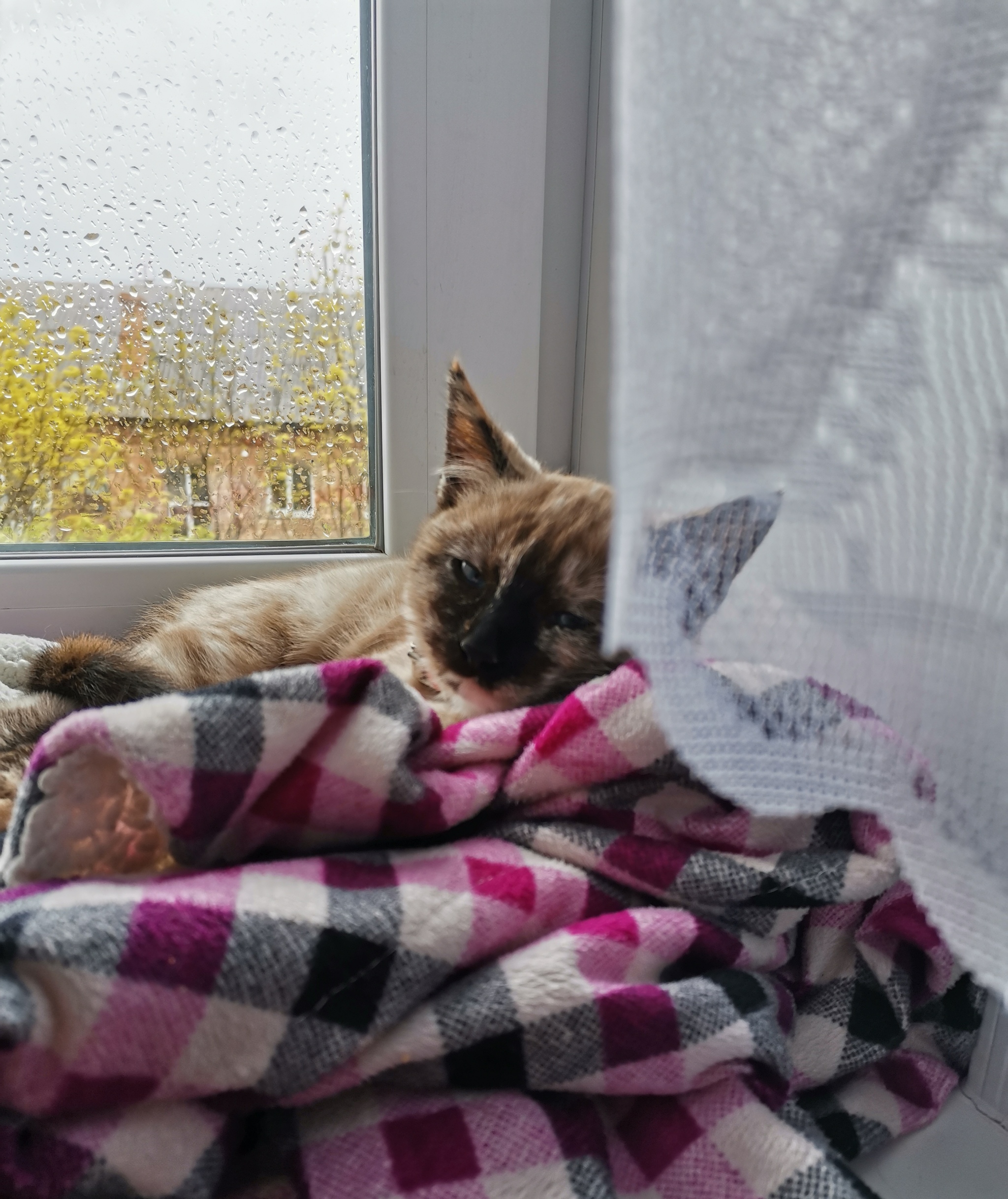 Люблю дождь | Пикабу