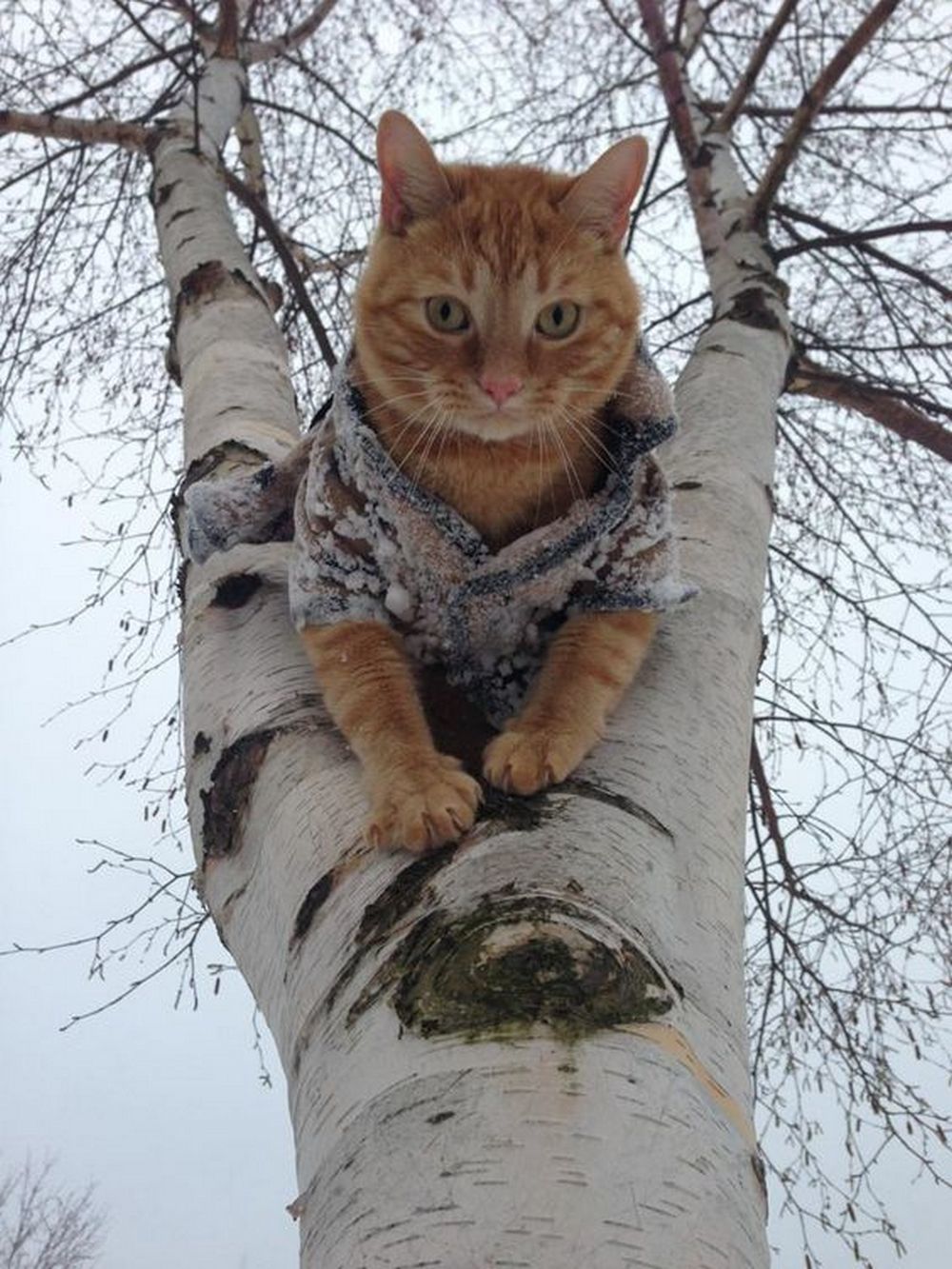 Кот в пальто