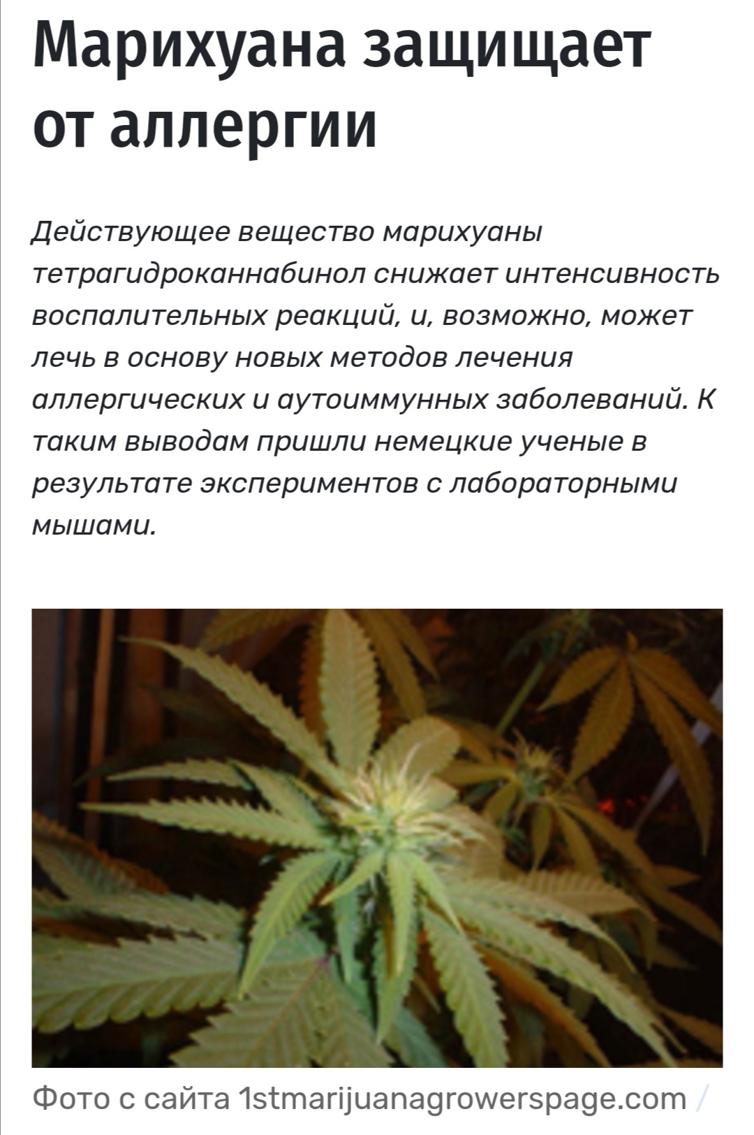 Аллергия и марихуана купить наркотики в прокопьевске