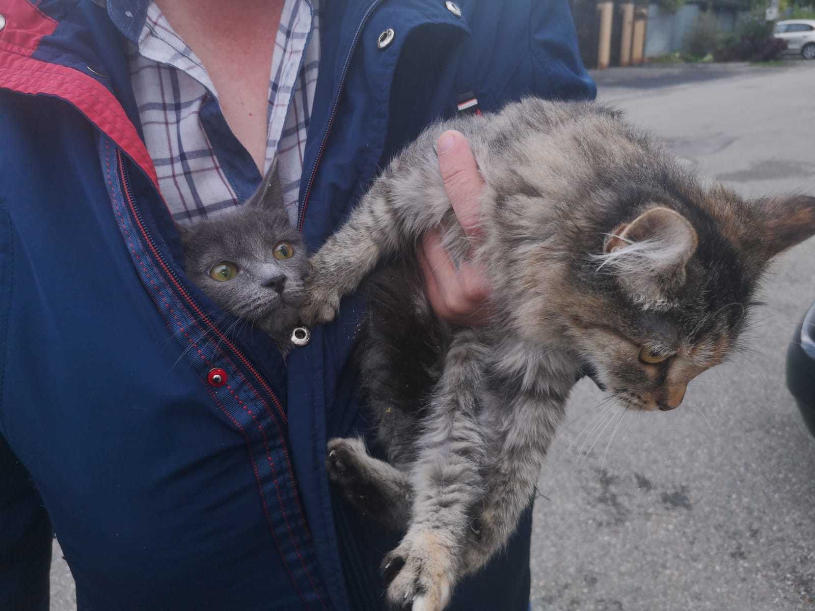 Жизнь домашнего приюта 