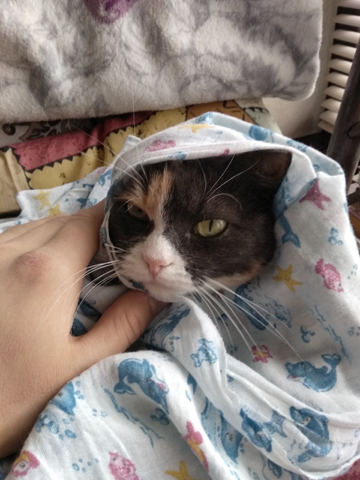 Кофка в платоцке | Пикабу