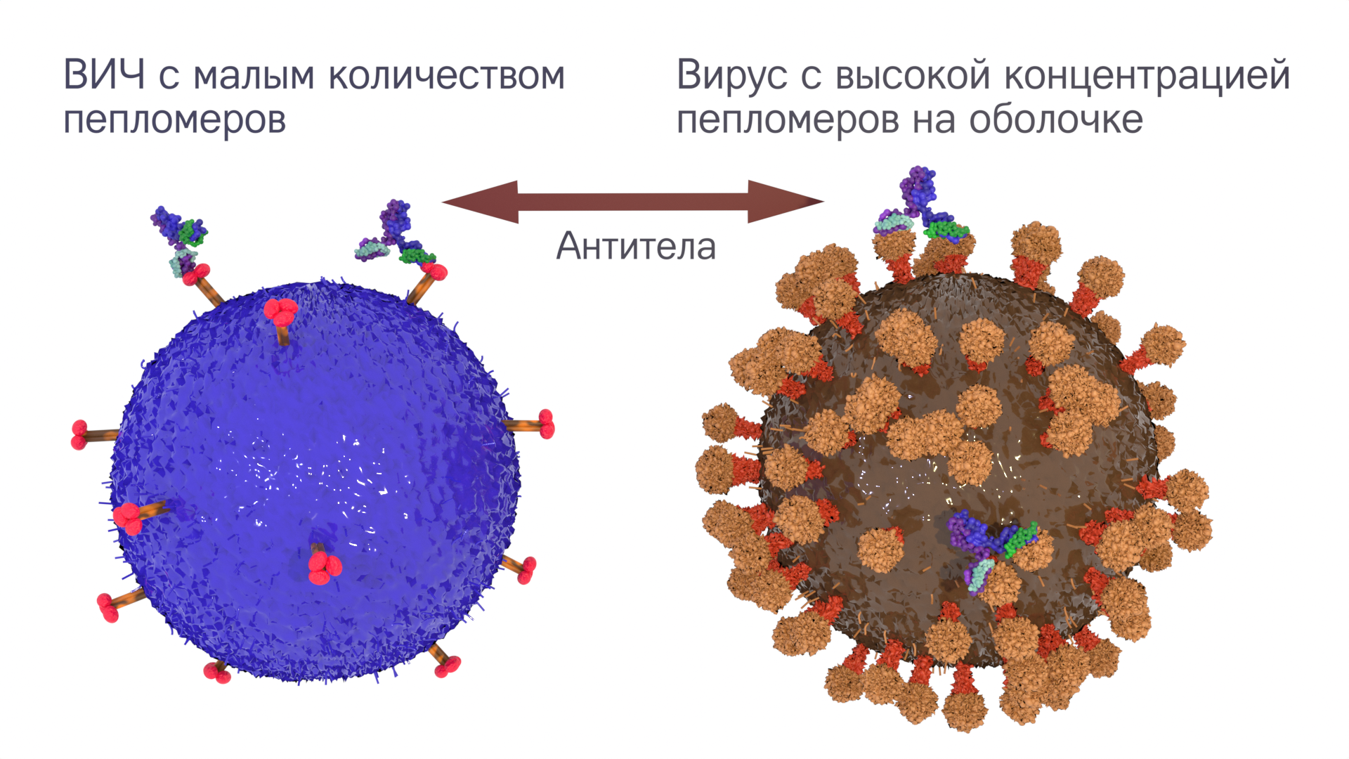 Вич иммунология презентация