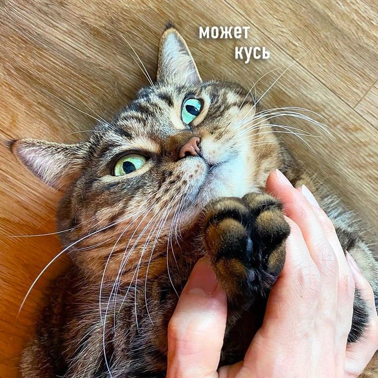 Кошачий кусь картинки