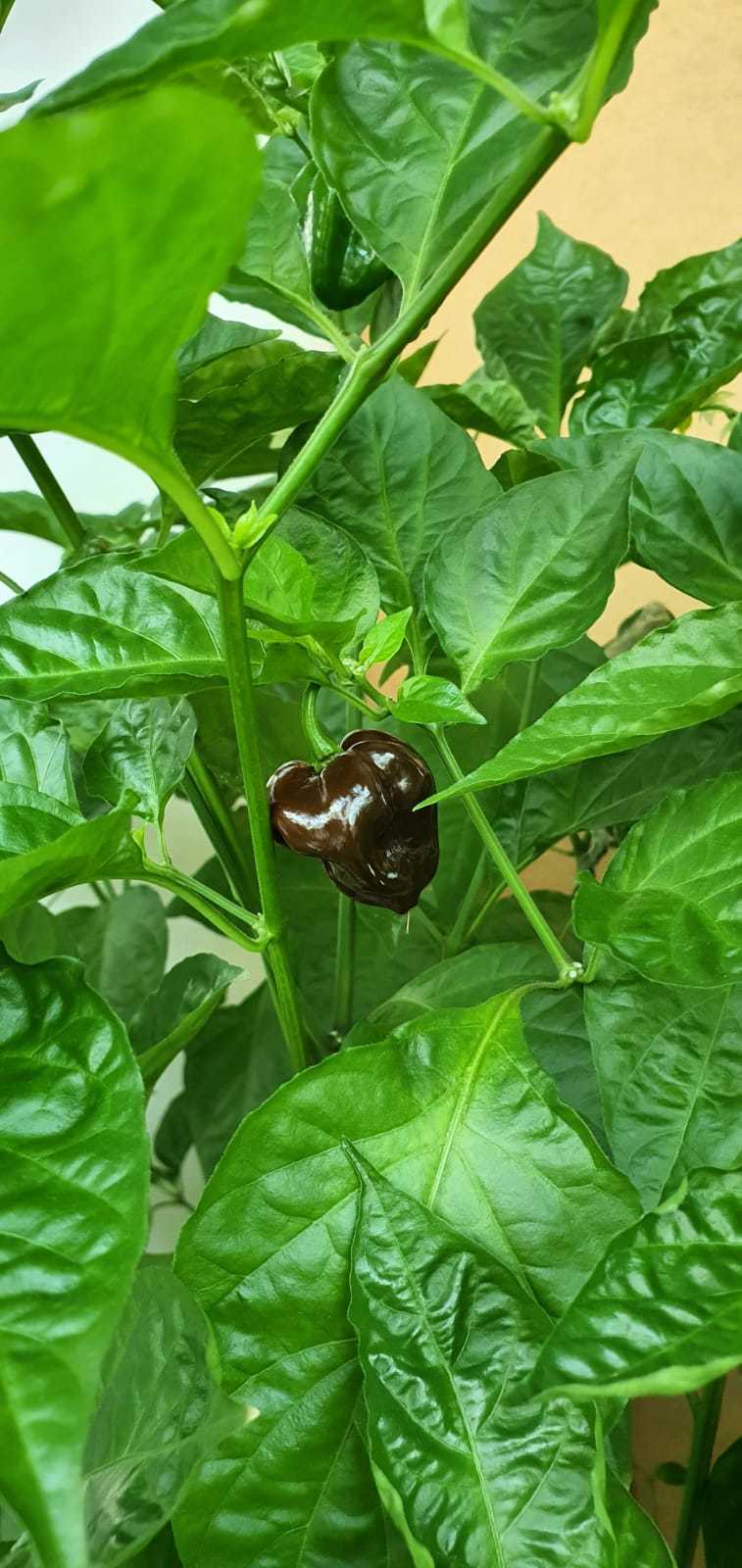 Хабанеро шоколадный | Пикабу