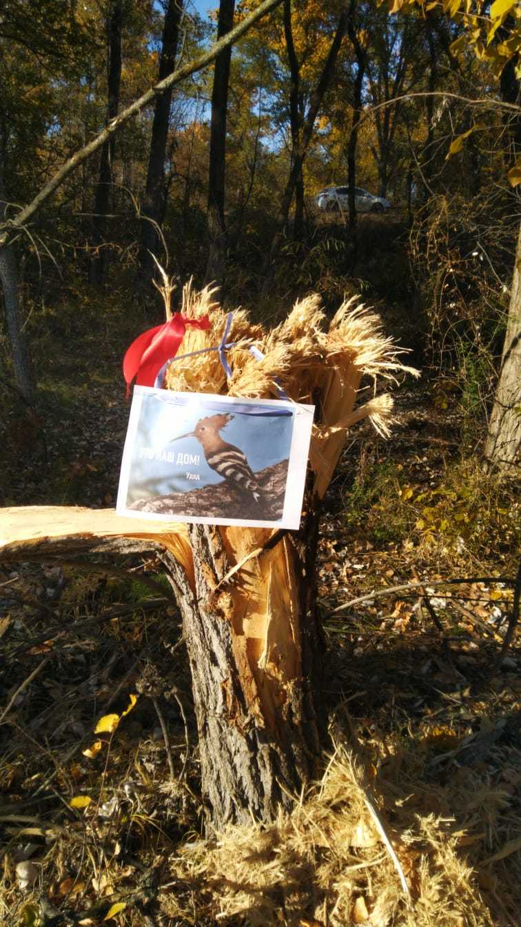 В Волго-Ахтубинской пойме птицам предрешено стать бездомными | Пикабу