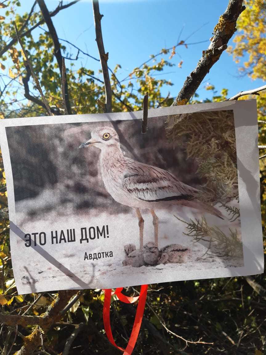 В Волго-Ахтубинской пойме птицам предрешено стать бездомными | Пикабу