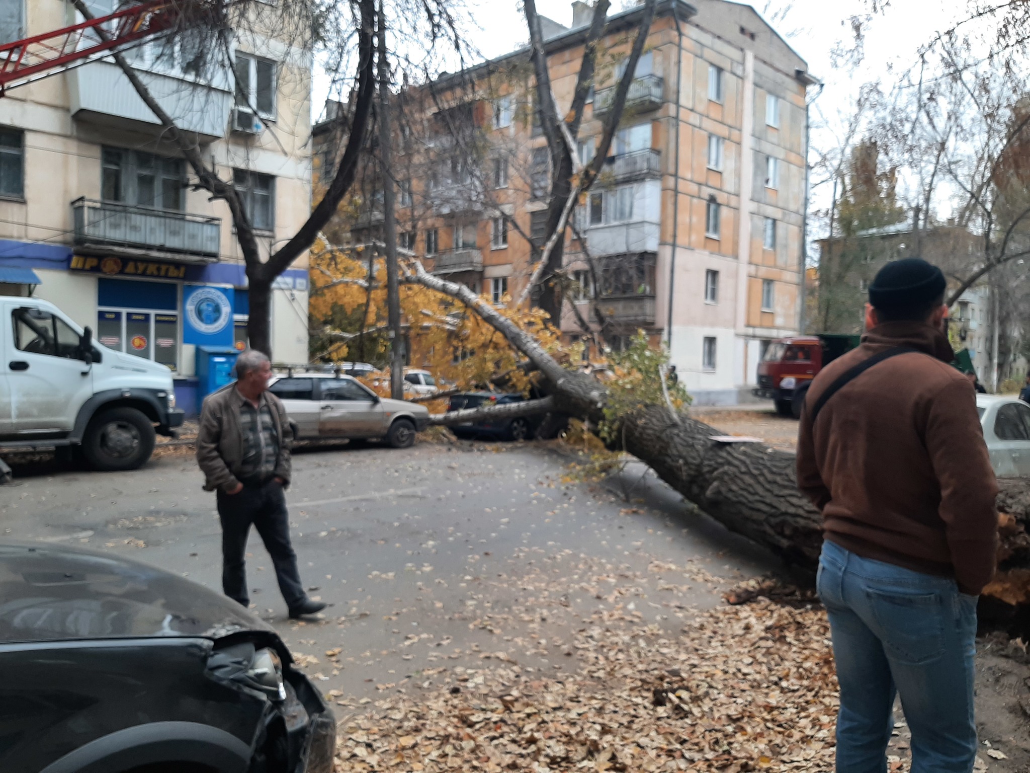 Упало дерево на машину | Пикабу