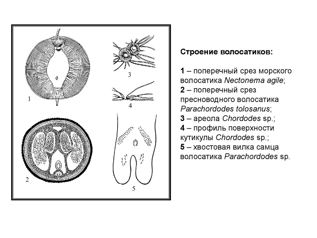 Страшные волосатики, или посмертный кошмар кузнечика | Пикабу