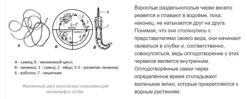 Тест черви. Жизненный цикл волосатика. Жизненный цикл волосатика схема. Нематоды органы прикрепления. Волосатик червь жизненный цикл.