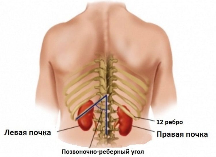 Сонографическая картина при заболеваниях почек