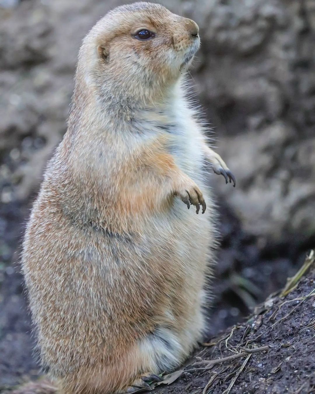 Луговые собачки | Пикабу