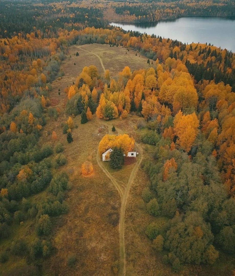 лес с домами вид сверху (87) фото