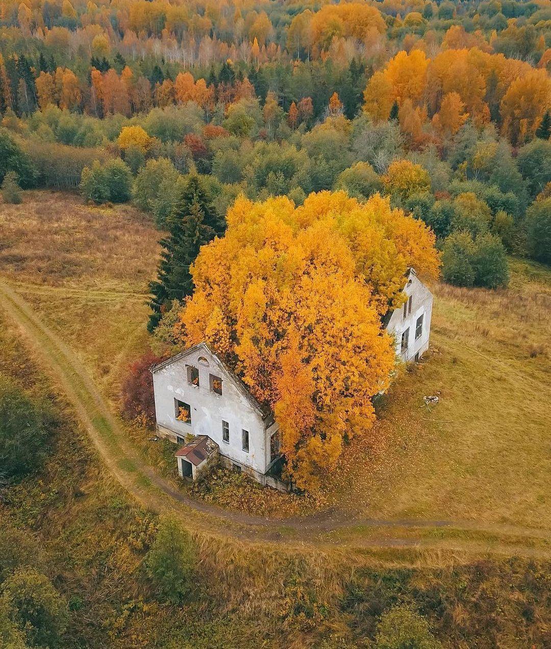 Дом лешего | Пикабу