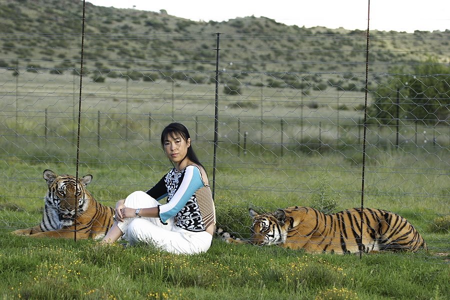 Ли тайгер. Тигр в Африке. Заповедник с тиграми в Китае. Южная Корея тигр.