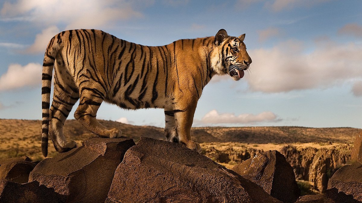 африканский тигр