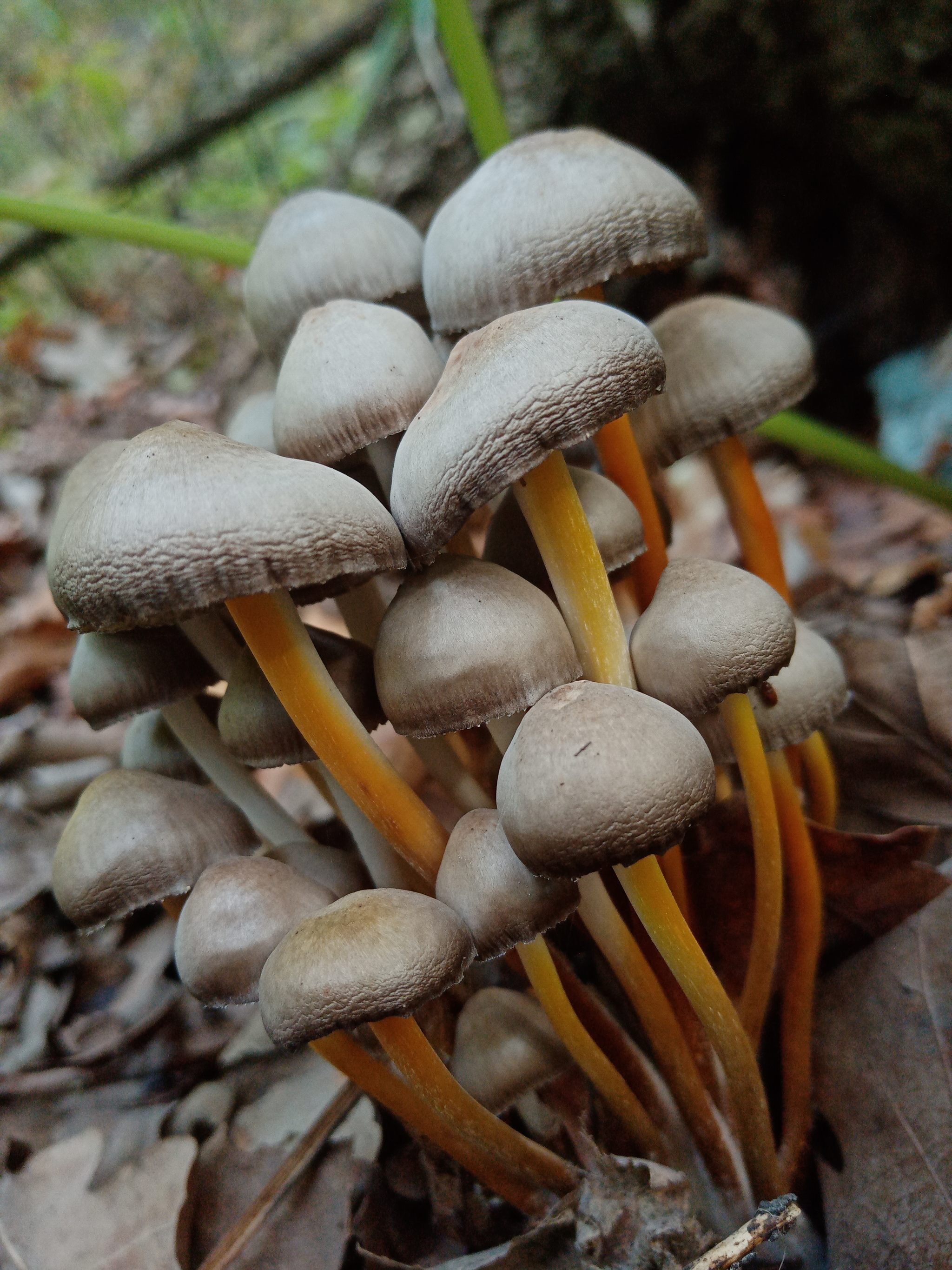 фото поганок грибов