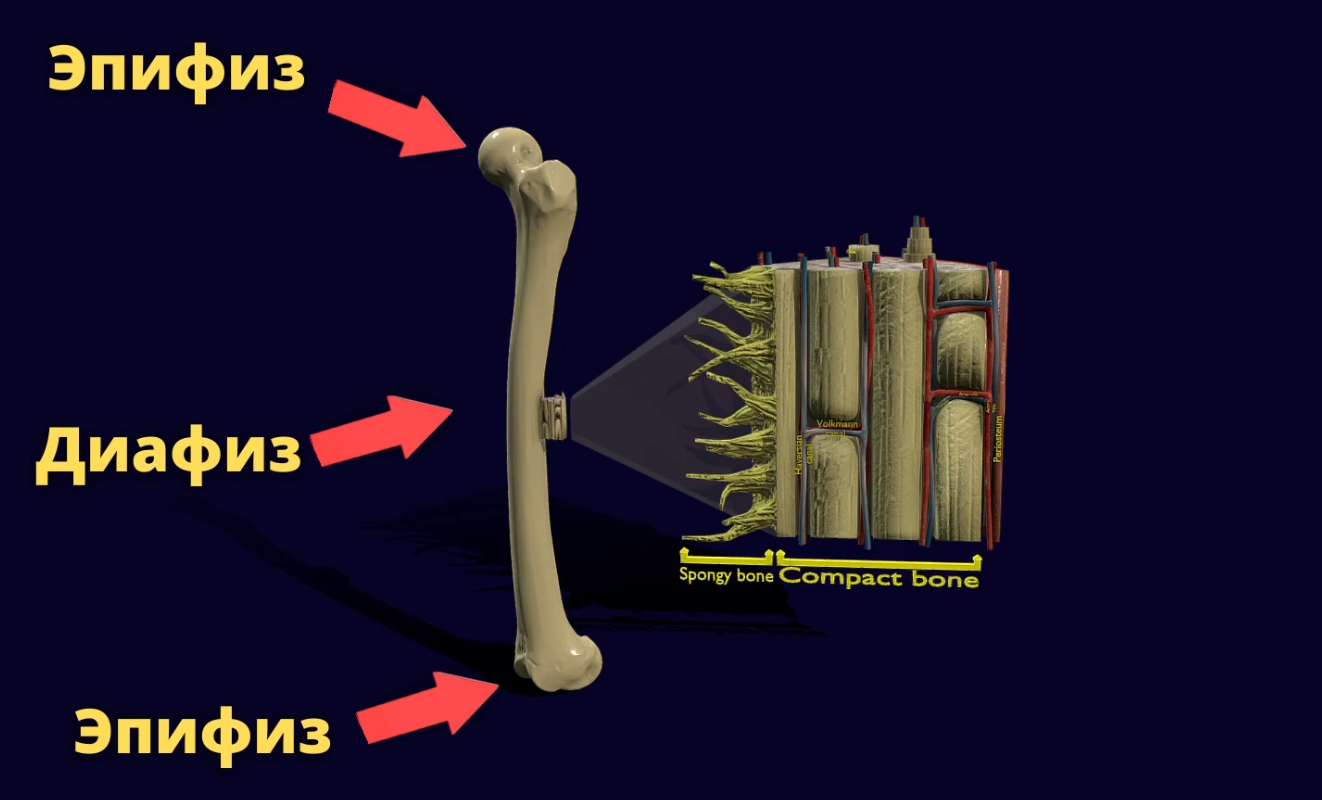 Как устроены и из чего состоят кости? Изучаем в 3D | Пикабу